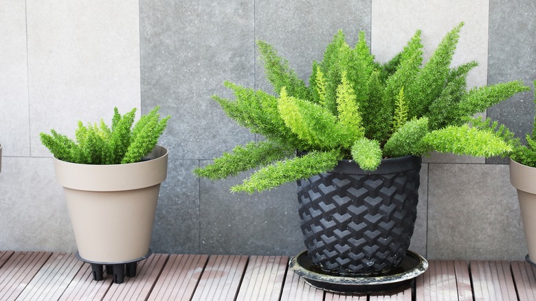 Kuşkonmaz eğreltiotu kapalı bir ortamda ekilir.