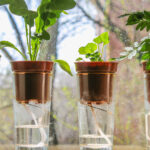İç Mekana Getiremiyorsanız, Kendiliğinden Sulanan Bir Saksıyı Kışa Nasıl Hazırlayabilirsiniz?