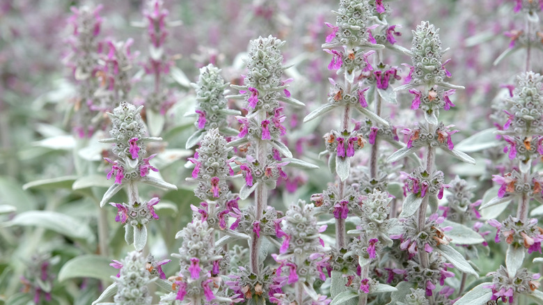 Kuzu Kulağı (Stachys byzantina) çiçek açıyor