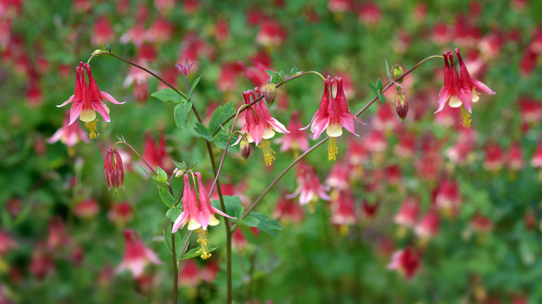 Vahşi columbine