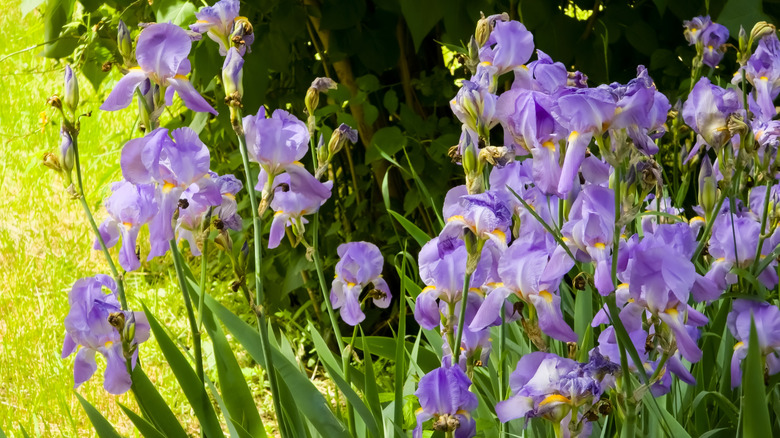 Canlı mor Sakallı İris (Iris x germanica) çiçekleri tam çiçek açmış,