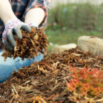 Kışın Bu Bitkileri Malçlamaktan Kaçının