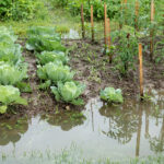 DIY Dere Yatağı Bahçenizi Selden Kurtarabilir mi?