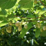 Yenilebilir İstilacı Meyve Ağacıyla Başa Çıkmanın Anahtarı Hasat mı? İşte Bildiklerimiz