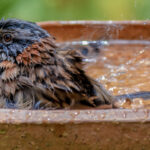 Eski Bir Tasarruflu veya Hurdalık Lavabosunu Kuşlar İçin Güzel Bir Özelliğe Dönüştürün