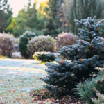 Kışın Sonunda Çarpıcı Çiçekler İçin Sonbaharda Dikilecek Çok Yıllık