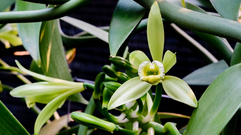 Vanilya çiçeklerine yakın çekim Vanilya planifolia çiçek açmaya başlıyor