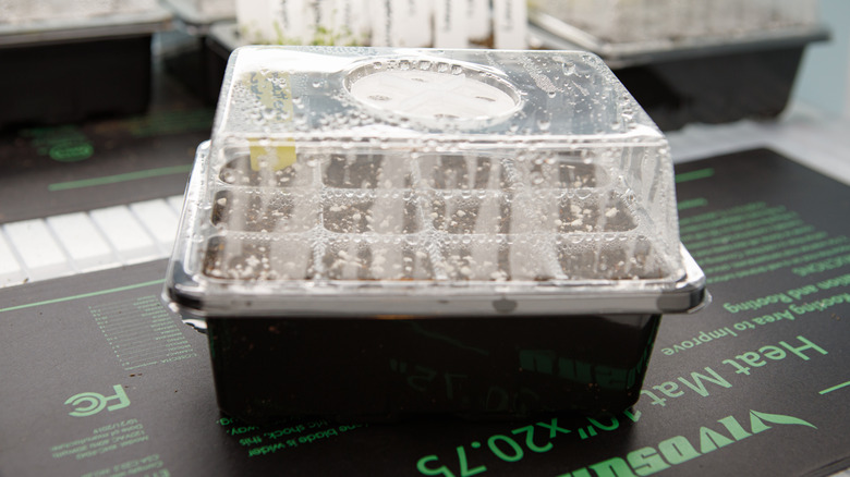 bir ısı matı üzerinde fideler