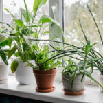 Yüksek Sıcaklığı Seven Ev Bitkilerini Mutlu Tutmak İçin Kullanabileceğiniz Uygun Fiyatlı Ürün