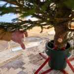 Bir Noel Ağacının Sezon Boyunca Ne Kadar Suya İhtiyacı Var?