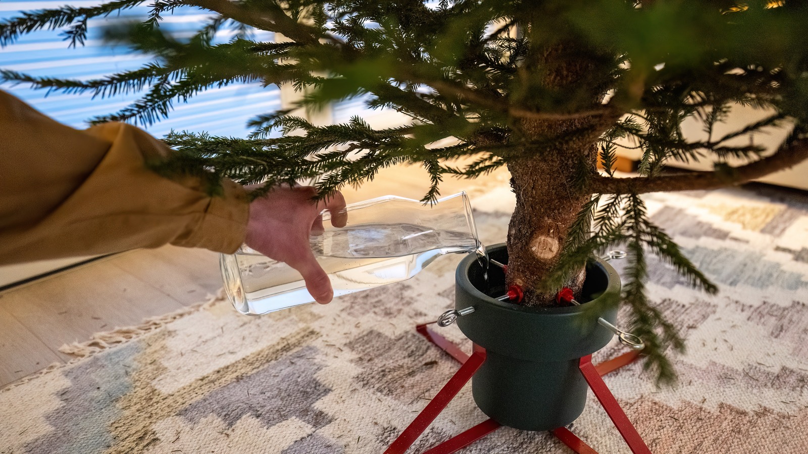 Bir Noel Ağacının Sezon Boyunca Ne Kadar Suya İhtiyacı Var?