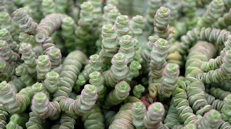 Kolye asmasının yığılmış yaprakları