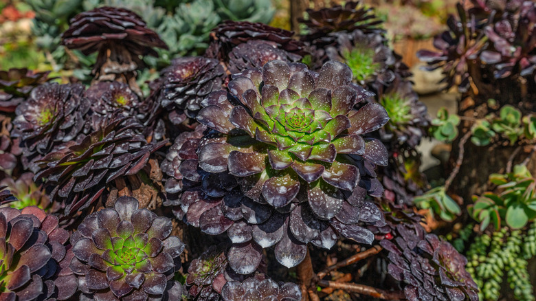 Siyah gül Aeonium'un karanlık ve karamsar yaprakları