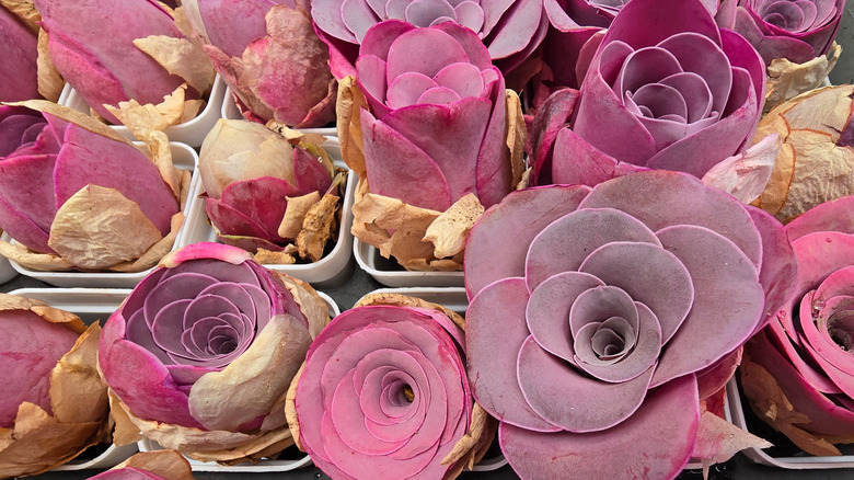 Saksılarda pembe dağ gülü bitkileri, çarpıcı pembe tonlarında yapraklar