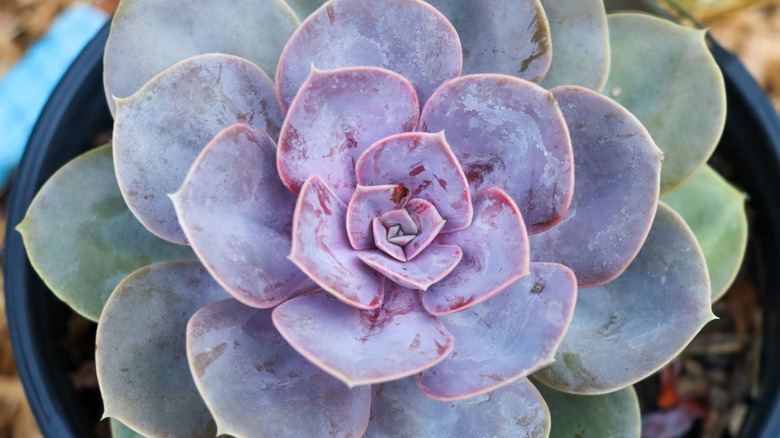 Echeveria 'Perl von Nurnberg'in elektrik mavisi ve mor yaprakları