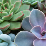 Burcunuza Göre Yetiştirebileceğiniz 12 Sukulent Türü