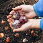 Sümbül Soğanlarının Küf Tarafından Tahrip Edilmesi Nasıl Önlenir?