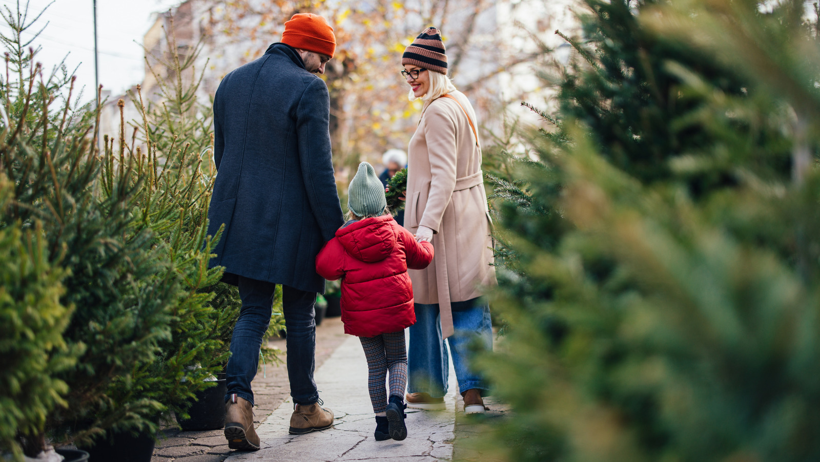 Canlı Bir Noel Ağacı Alırken Nelere Dikkat Edilmeli?