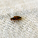 Tahtakuru Tedavisi İçin Alanınızı Nasıl Hazırlayabilirsiniz?