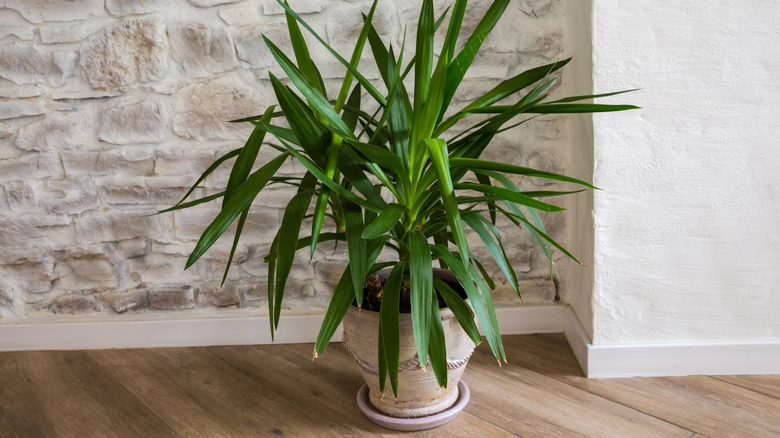 ahşap bir zeminde ve bir kaya duvarının önünde seramik bir tencere ve tabakta yucca bitkisi