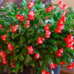 Noel Kaktüsünüzü Çoğalttıktan Sonra Gelişmesini Sağlayacak Kıstırma Hilesi