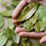 Defne Yapraklarını Evinizde Kullanmanın Daha Önce Bilmediğiniz 9 Akıllı Yolu