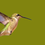 Bahar Sinek Kuşlarını Çekmek İçin Kışın Yetiştirmeye Başlayabileceğiniz Çiçek Tohumu