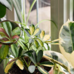 Bu Mutfağın Temel Kokusunu Aldıktan Sonra Kaçan 12 Yaygın Zararlı