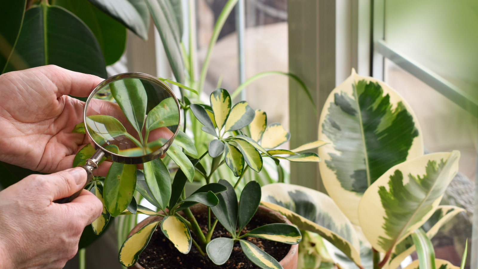 Bu Mutfağın Temel Kokusunu Aldıktan Sonra Kaçan 12 Yaygın Zararlı