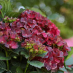 Bu Çarpıcı Ortanca Türü Zamanla Daha da Güzelleşiyor