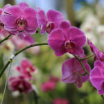 Orkidelerin Gelişmesini Sağlayan Basit Madde