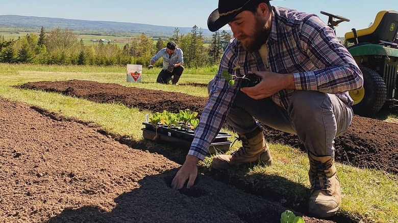 thodin89'un bahçesi "önce" toprağa ekim yapan bir adamın fotoğrafı