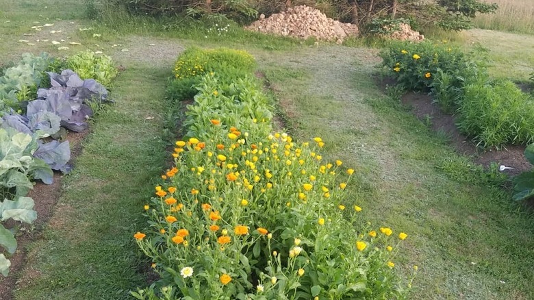 thodin89'un bahçesi tüm hızıyla devam ediyor