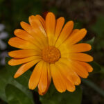 Bahçıvan Bahçe Dönüşümünün Öncesi-Sonrası Fotoğraflarını Paylaşıyor: Yol Budur.