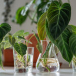 Kullanıcılara Göre Bitki Yayılımını Kolaylaştıran Şık IKEA Bulgusu