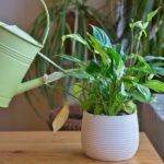 Ev Bitkilerini Erimiş Karla Sulayabilir misiniz? İşte Bilmeniz Gerekenler