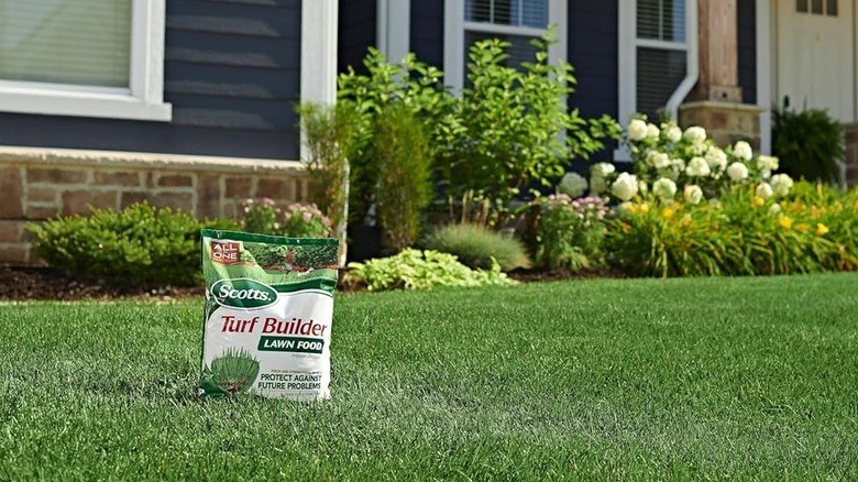 Yemyeşil bir çim üzerinde bir torba Scotts Turf Builder gübresi