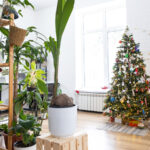 Noel İçin Mükemmel 3 Güzel Tatil Çiçeği