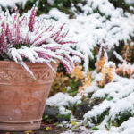 Gelecek Baharda Daha Sağlıklı Bitkiler İçin İhtiyacınız Olan Kış Bahçesi Sulama İpucu