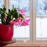 Noel Kaktüsünün Adını Nasıl Aldığı Hakkındaki Gerçek