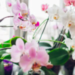 Basit Bir Aydınlatma İpucuyla Ev Bitkilerinizin Tüm Kış Boyunca Gelişmesine Yardımcı Olun