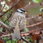 Kuşlar ve Yaban Hayatı İçin En İyi Kış Bitkilerinden Biri, Yetiştirilmesi Kolay Bir Yerli Sersemleticidir