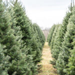 En Uzun Ömürlü Gerçek Noel Ağacı İçin Bu, Alınacak Çeşitliliktir