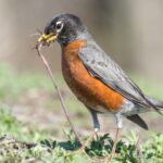 Kuşları Bahçenizden Uzaklaştırmak için Bu Alüminyum Malzemeleri Yeniden Kullanın
