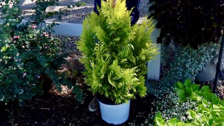 Kabarık Batı Mazı (Thuja plicata) rengini gösterir.