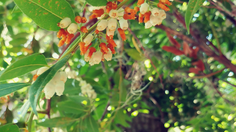 Florida hobblebush şubesi çiçekli