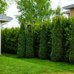 Mükemmel bir Gizlilik Çiti Oluşturan Bu Yaprak Dökmeyen Çalı ile Arka Bahçedeki Göz Ağrısını Gizleyin