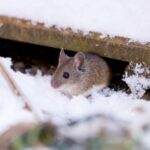 Basit Bir Kendin Yap Çözümüyle Farelerin Evinizi Kış Dinlenme Yeri Haline Getirmesini Önleyin