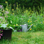 İlkbaharda Büyüleyici Çiçek Açması İçin Sonbaharda Dikmeniz Gereken Çiçek