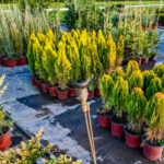 Ev Bitkisi Olarak Yetiştirildiğinde Gelişen Saksı Noel Ağacı Çeşitleri